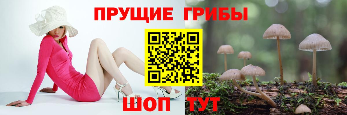 Гурьевск  Псилоцибиновые грибы мицелий  Вход с VPN 